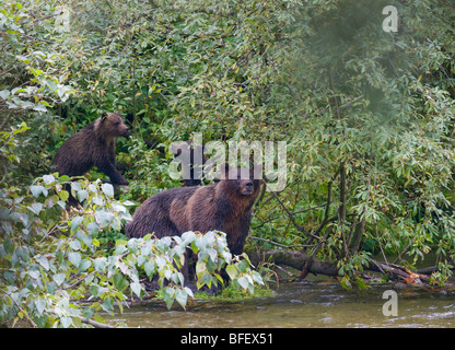 Orso grizzly (Ursus arctos horribilis) femmina adulta e della prole. Foto Stock