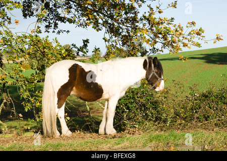 Viaggiatori' accampamento vicino a Ledbury Foto Stock