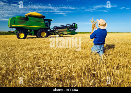 Un uomo controlla un pronto il raccolto di grano di inverno raccolto con una mietitrebbia in background, vicino Kane, Manitoba, Canada Foto Stock