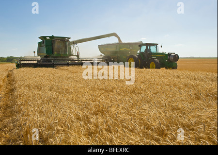 Una mietitrebbia scarica il grano di inverno in un carro del grano in viaggio, vicino Nesbitt, Manitoba, Canada Foto Stock