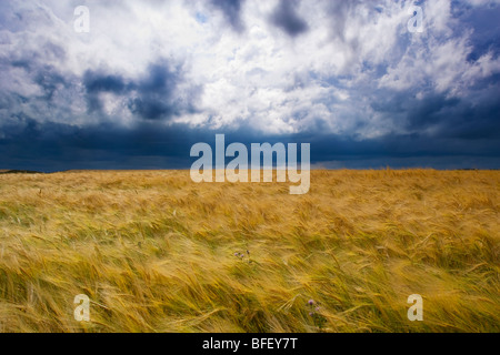 Thunder storm si spostano nel campo di grano, Ridge Road 221, Alberta, Canada, cloud, meteo, agricoltura Foto Stock