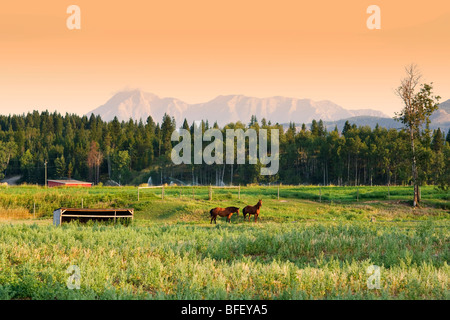 Cavalli, Jaffery, British Columbia, Canada, sunrise, montagna Foto Stock