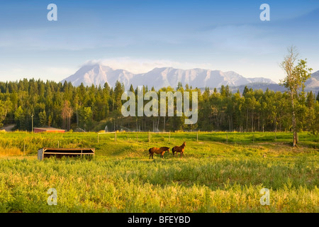 Cavalli, Jaffrey, British Columbia, Canada, montagna, mattina Foto Stock