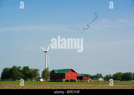 Oche del Canada e delle turbine a vento, Shellburne, Ontario, Canada Foto Stock