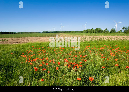 Papaveri e delle turbine a vento, Shellburne, Ontario, Canada, energia eolica, energia alternativa Foto Stock