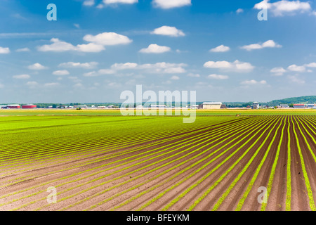 Giardini di mercato, East Gwillimbury, Ontario, Canada Foto Stock