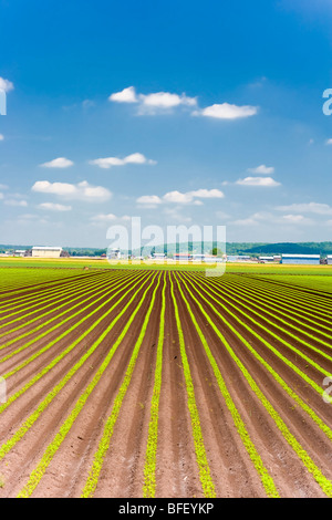 Giardini di mercato, East Gwillimbury, Ontario, Canada Foto Stock