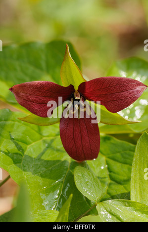 Red Trillium (Wake Robin) (Trillium erectum) Foto Stock