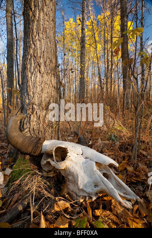 Bison (bos bison) teschio sul suolo della foresta durante la caduta, Elk Island National Park, Alberta. Foto Stock