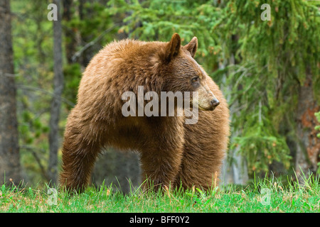 La cannella colorato di nero americana Bear (Ursus americanus) pascolano sulle erbe stradale e horestails Montagne Rocciose western Albe Foto Stock