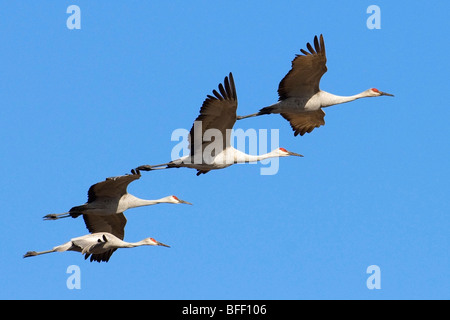 Adulto sandhill gru (grus americana), Central Florida U.S.A. Foto Stock