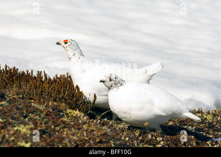 Adulto maschio e femmina bianca-tailed ptarmigan (Lagopus leucurus) coppia in tarda primavera del piumaggio, nord montagne rocciose, Alberta Foto Stock