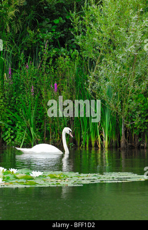 Cigno; femmina (Cygnus olor). Kent, Regno Unito, Luglio. Foto Stock