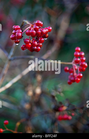 Viburnum opulus compactum 'Viburno Rose' autunno bacche Foto Stock