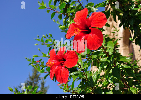 Rosso fiori di ibisco, Kyrenia Castello, Kyrenia, Kyrenia District, la parte settentrionale di Cipro Foto Stock