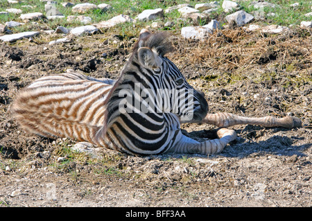 Damaraland Zebra (Equus burchelli antiquorum) Foto Stock