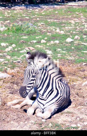 Damaraland Zebra (Equus burchelli antiquorum) Foto Stock