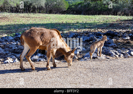 Aoudad aka Mufloni (Ammotragus lervia) con kid Foto Stock