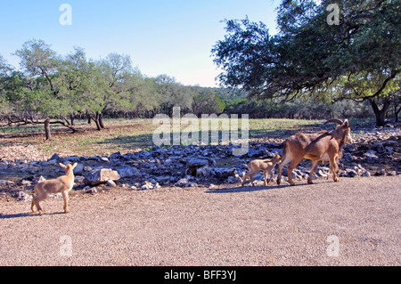 Aoudad aka Mufloni (Ammotragus lervia) con i bambini Foto Stock