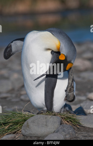 Re pinguino, Aptenodytes patagonicus, preening, Salisbury Plain, Georgia del Sud e Oceano Atlantico. Foto Stock