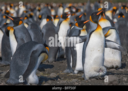 Il re dei pinguini, Aptenodytes patagonicus, litigando, Salisbury Plain, Georgia del Sud. Foto Stock