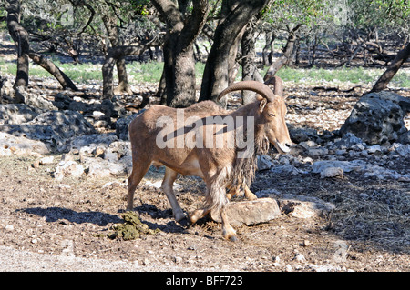 Aoudad aka Mufloni (Ammotragus lervia) Foto Stock