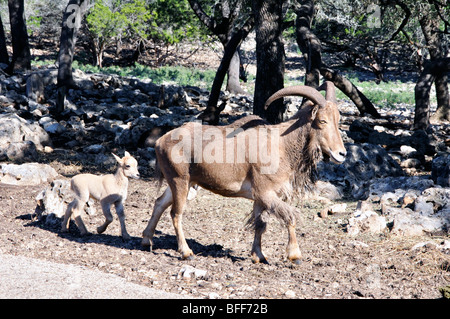 Aoudad aka Mufloni (Ammotragus lervia) con kid Foto Stock