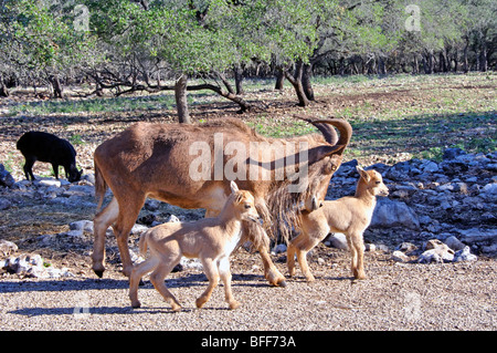 Aoudad aka Mufloni (Ammotragus lervia) con i bambini Foto Stock