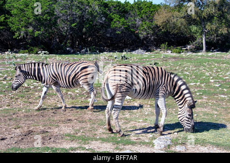 Damaraland Zebra (Equus burchelli antiquorum) Foto Stock