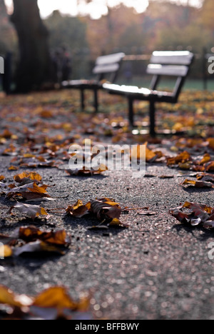 Foglie di autunno, Epping, East London Foto Stock