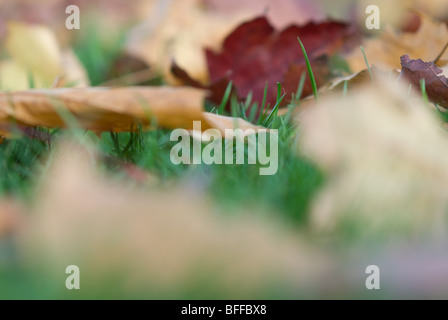 Foglie di autunno, Epping, East London Foto Stock