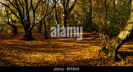 Vista panoramica degli alberi autunnali con lettiera a foglia sul terreno Foto Stock