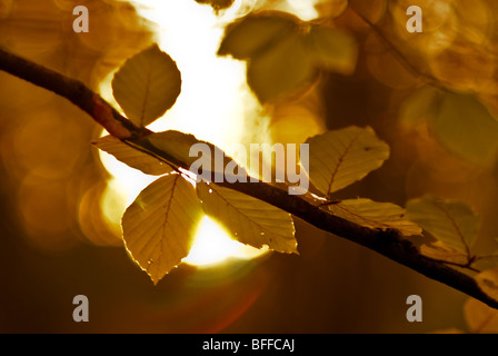 Foglie di autunno, Epping, East London Foto Stock