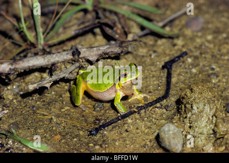 Comune di raganella o la raganella (Hyla arborea) maschio a cantare in un stagno di notte, il litorale del Mar Nero, Turchia, Luglio Foto Stock