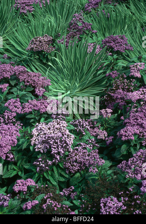 Close-up di viola heliotrope con echium verde Foto Stock