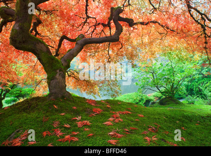 La bellezza di autunno in questo merletto foglie di acero in Portland il giardino giapponese. Foto Stock