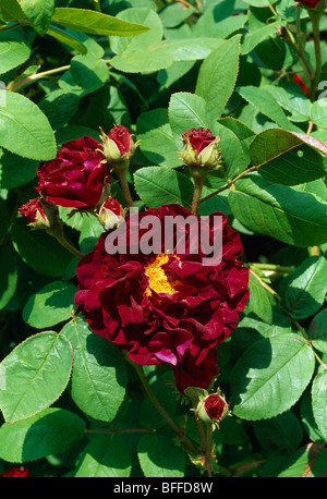 Close-up di Dark Red Rose Foto Stock