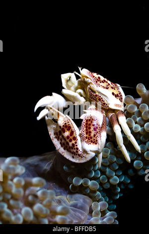 Rosso Granchio porcellana Neopetrolisthes maculatusin Anemone soft coral in stretto di Lembeh, Manado, Sulawesi, Indonesia, Asia Foto Stock