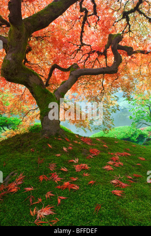 Pizzo foglie di acero in Portland il giardino giapponese in autunno. Foto Stock