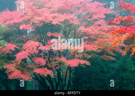 Una nebbiosa mattina di autunno a Portland il giardino giapponese. Foto Stock