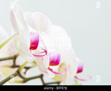 Chiusura del bianco e del rosa orchid Foto Stock