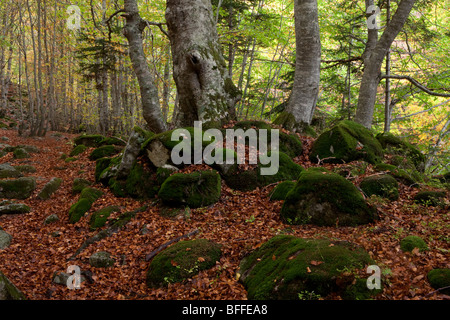 Salenques Valley, il Parco Naturale di Posets-Maladeta, Huesca, Spagna Foto Stock