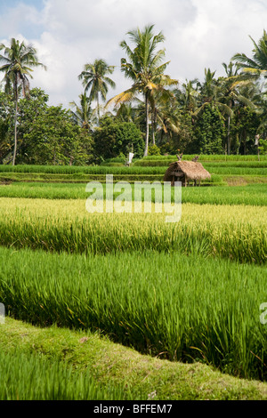 Un rifugio unico nel mezzo di lussureggianti e verdi terrazze di riso di Ubud, Bali, Indonesia Foto Stock