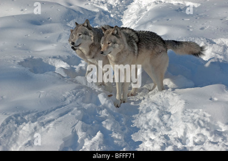 Un trio di legname lupi Foto Stock