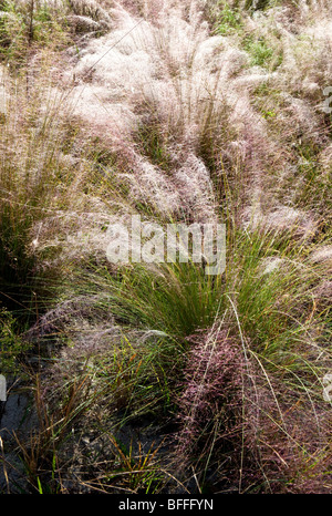 Muhly erba con rugiada, Brooker Creek preservare, Tarpon Springs, in Florida Foto Stock