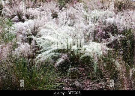 Muhly erba con rugiada, Brooker Creek preservare, Tarpon Springs, in Florida Foto Stock