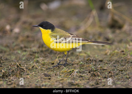 A testa nera Wagtail giallo Motacilla flava maschio feldegg camminando sulla terra in Lesvos, Grecia in aprile. Foto Stock