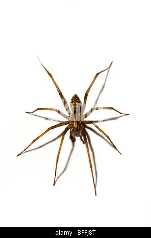 Casa comune spider Foto Stock