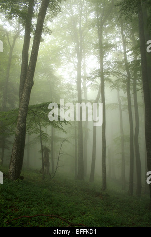 Foresta dinariche nella nebbia in Croazia Foto Stock