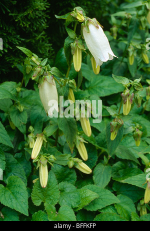 Close-up di alto campanile bianco-fiore Foto Stock